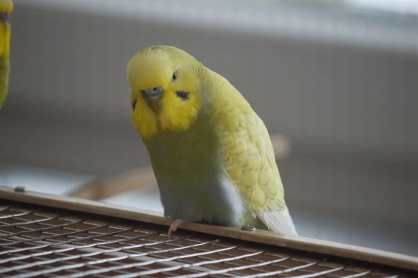 Wellensittich-Bild: Flaubert hat irgendwo Conditioner gebunkert.