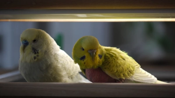 Wellensittich-Bild: Luise und Kalle (leider verstorben)