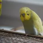 Flaubert April19