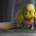 Unsere kleine Luise