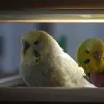 Luise und Kalle