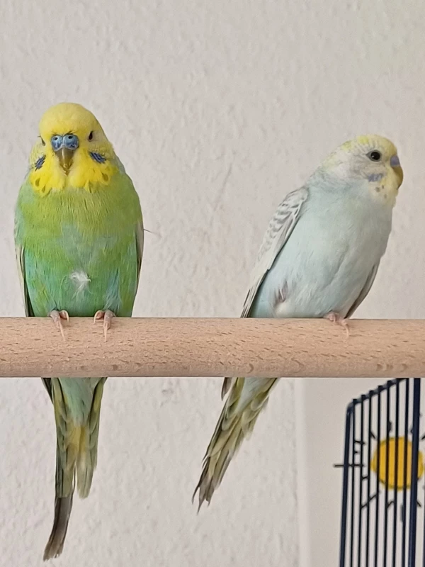 Wellensittich-Bild: Lucky und Bubble meine süßen Hähnchen :-)
