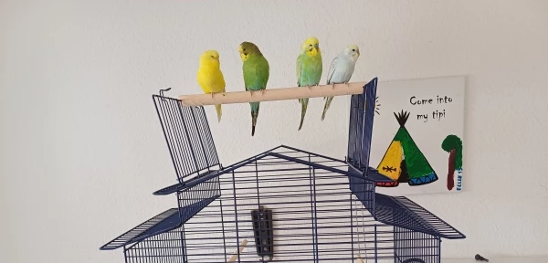Wellensittich-Bild: Tweety, Piwi, Lucky und Bubble auf ihrem Lieblingsplatz.