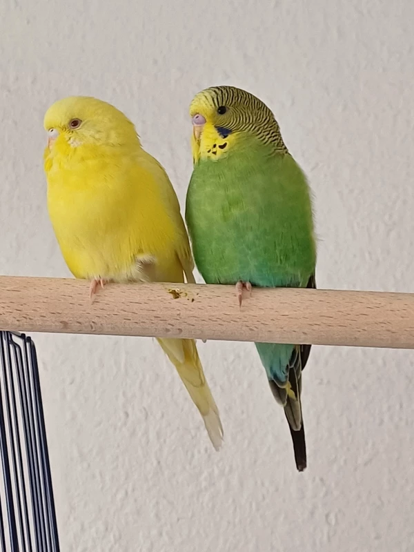 Wellensittich-Bild: Geschwisterliebe