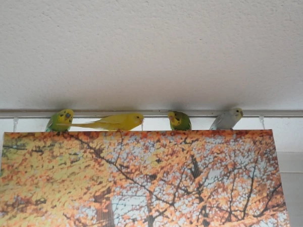 Wellensittich-Bild: Da sitzen sie auch gerne.