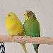 Tweety und Piwi
