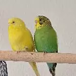 Tweety und Piwi