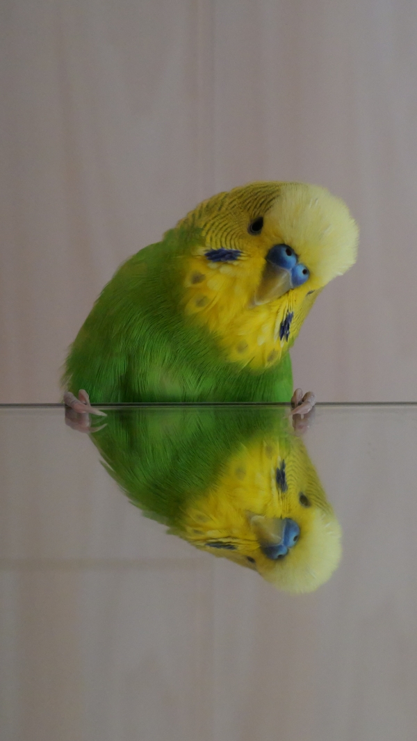 Herzspiegelung von Krümel