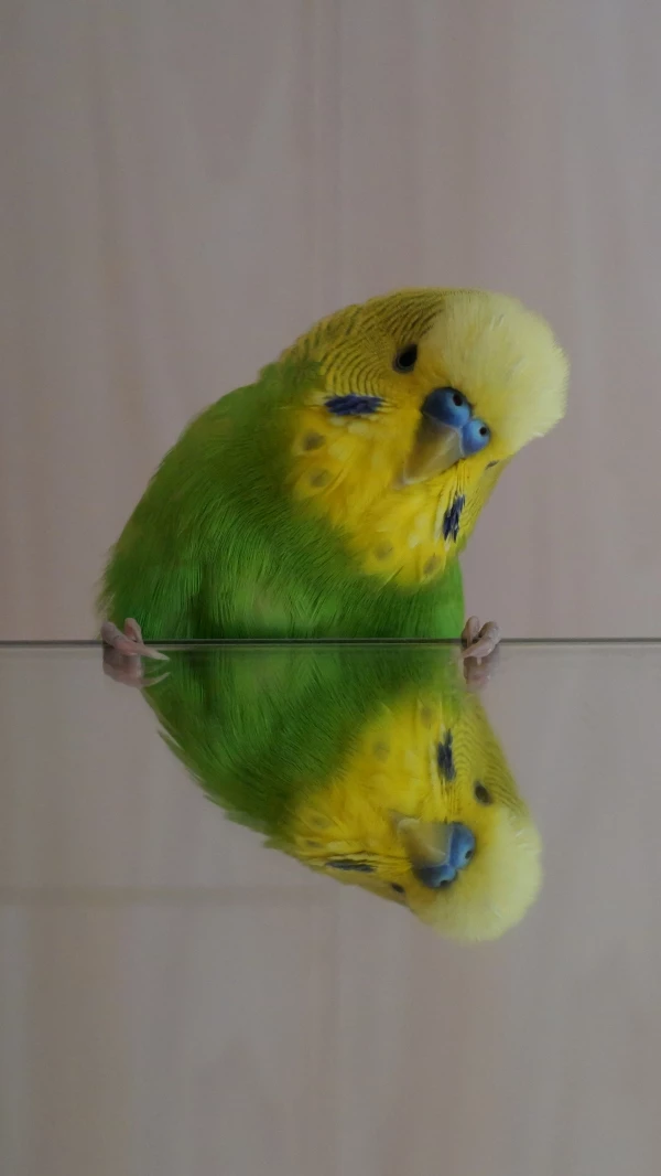 Wellensittich-Bild: Auf dem Bild ist mein Wellensittich Krümel zu sehen, der sich so im Spiegel sieht, das es so aussieht, als würde es mit der Spiegelung zusammen ein Herz ergeben.