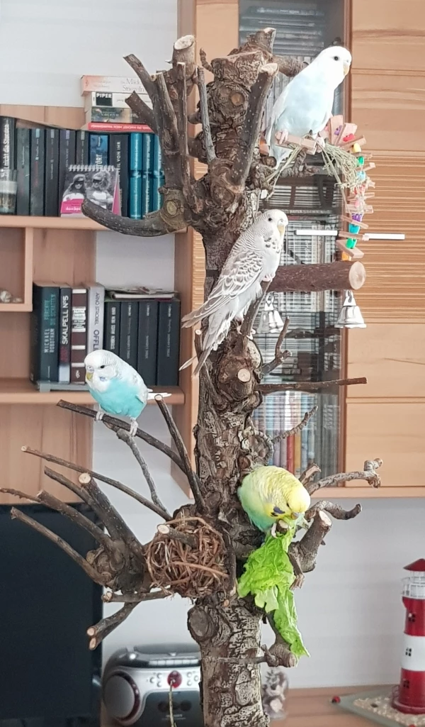 Wellensittich-Bild: Alle meine vier sind das erste mal zusammen auf dem Welli Baum. 