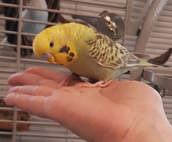 Lio