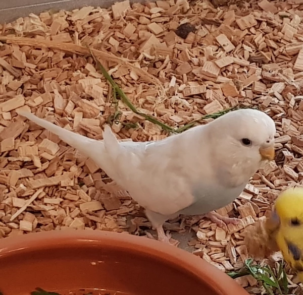 Wellensittich-Bild: Ella auf dem Käfig Boden. 