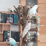 Der ganze Schwarm auf dem Welli Baum