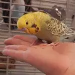 Lio auf der Hand 