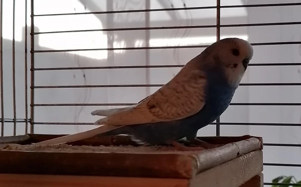 Wellensittich-Bild: Hallo, und das ist unser Coco. Ein sehr aufgewecktes Kerlchen und war als neuer Partner für unsere Kiki gedacht (sie hat bereits 3 Männchen überlebt), allerdings war er anfangs nicht ihr Fall, also mussten wir ihm noch einen Kumpel zum Spielen und Toben holen. Donki. 