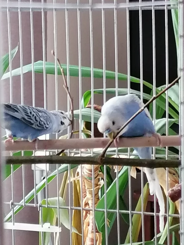 Wellensittich-Bild: Donki (links) und Coco (rechts) nehmen bearbeiten erstmal die frischen Zweige vom Spaziergang. Dafür bleiben sie sogar mal im Käfig. 
