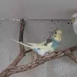 Unser Gänseblümchen 