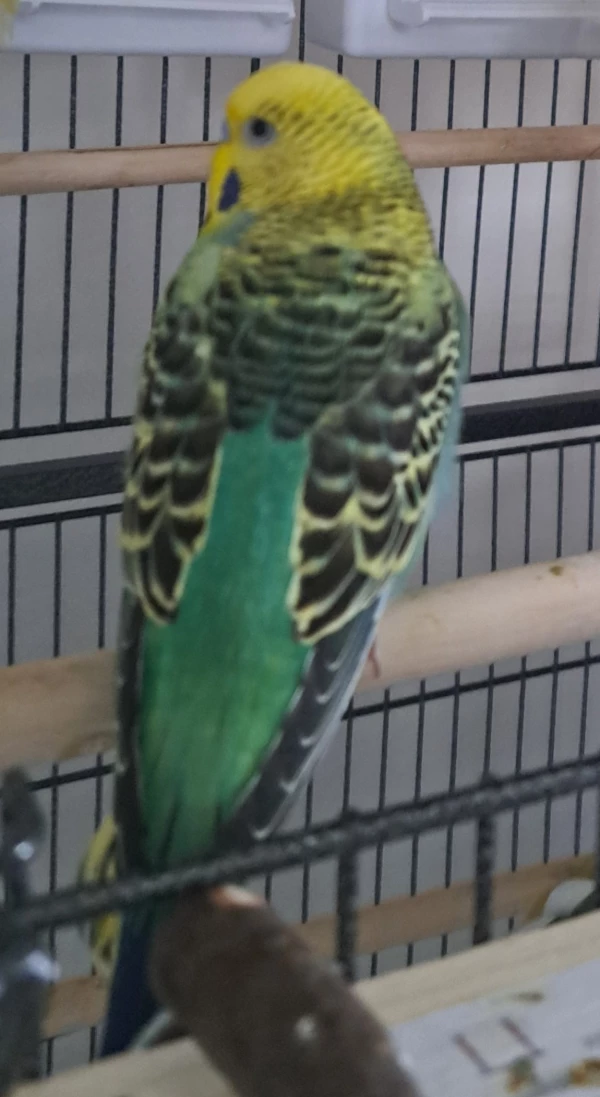 Wellensittich-Bild: Das ist phoenix das bild soll als profilbild dienen