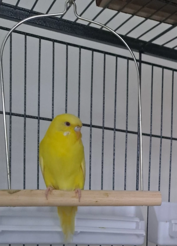 Wellensittich-Bild: Das ist meine kleine dame sunny. Soll auch als profilbild dienen