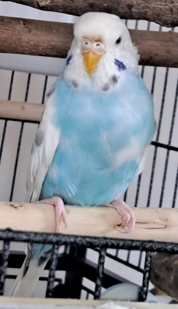 Wellensittich-Bild: Das ist meine dame plinfa. Diese bils soll als profilbild dienen