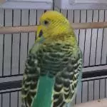 Phoenix Profilbil 