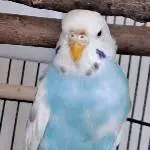 Profilbild plinfa