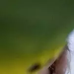 Ich seh dich