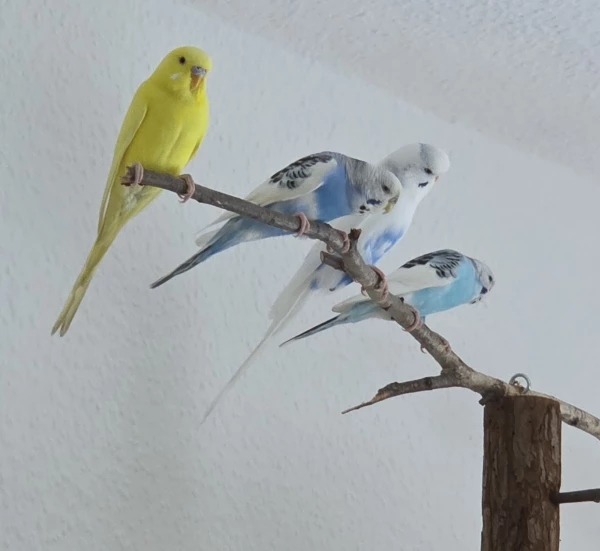 Wellensittich-Bild: Heute war unser 1.Freiflug.
Da haben wir uns den Besten und höchsten Platz ausgesucht. 