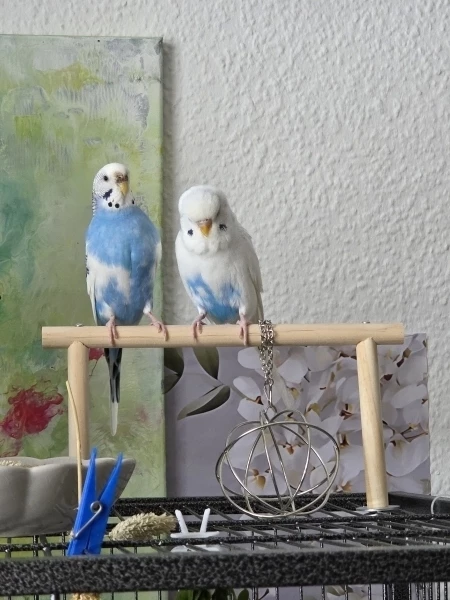 Wellensittich-Bild: Resi hat gerade ihren Partner Bubi zusammengestaucht. Bubi guckt ganz bedröppelt. 