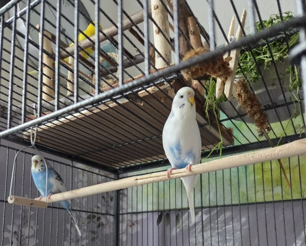 Frühstück mit Vogelmiere 