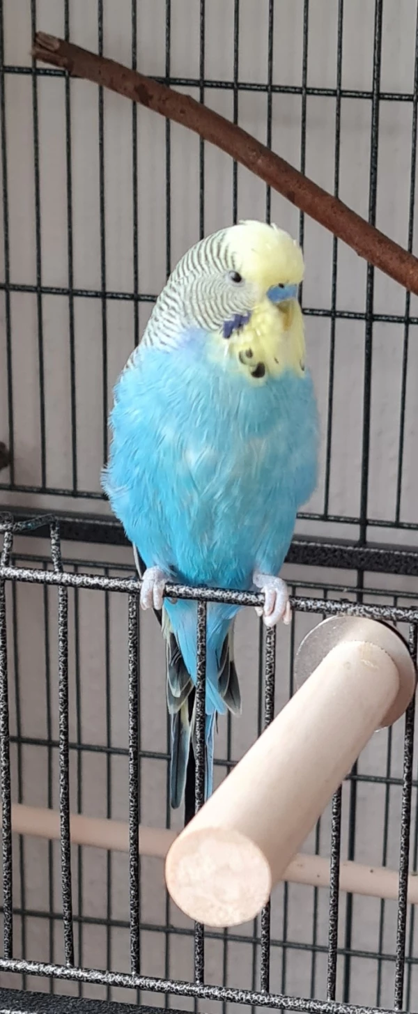 Wellensittich-Bild: Coco der Wächter 