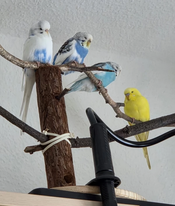 Wellensittich-Bild: Nachdem wir heute früh für Spaß gesorgt haben, dürfen wir jetzt unsere Mittagsruhe genießen. 