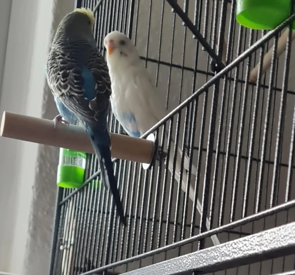 Wellensittich-Bild: Wer fängt zuerst mit verstecken an?Coco oder Bubi? 
Die zwei müssen sich noch einigen,vielleicht Schnick,Schnack,Schnuck ?