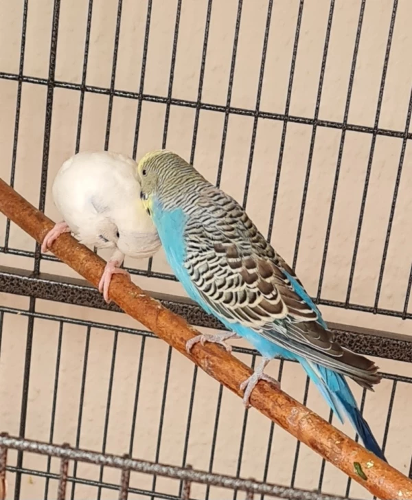 Wellensittich-Bild: Danach Kopfkraulen, Bubi genießt und Coco muss oder darf.