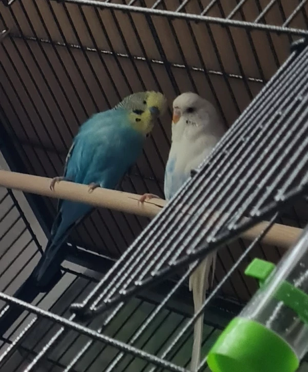 Wellensittich-Bild: Du,Bubi darf ich dir ein Geheimnis erzählen ?Das muss aber unter uns bleiben.Ja Coco darfst du.
Ich hab dich lieb. ☺️