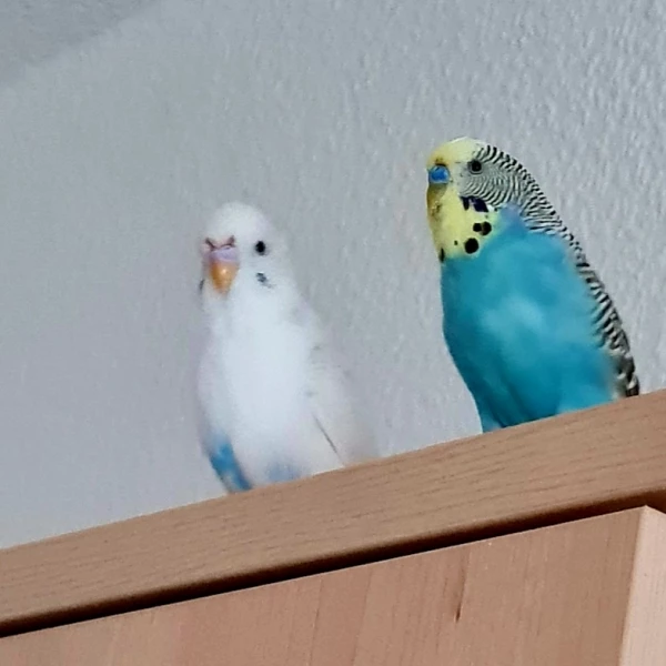 Wellensittich-Bild: Meine beiden Wellis warten was da noch kommt. 
Und da oben verpasst man ja nichts. 