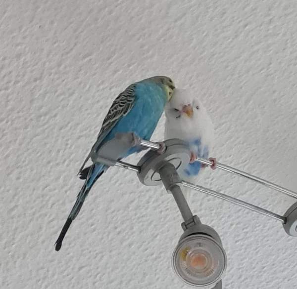 Wellensittich-Bild: Coco hilft Bubi bei der Federpflege 