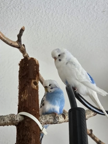 Wellensittich-Bild: Auch in der Ruhepause kümmert sich Bubi um seine Resi und passt auf sie aus.