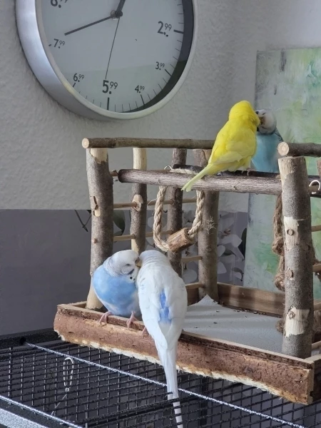 Wellensittich-Bild: Zitrone schmust mit Liese und Bubi schmust mit Resi,
einfach toll. 