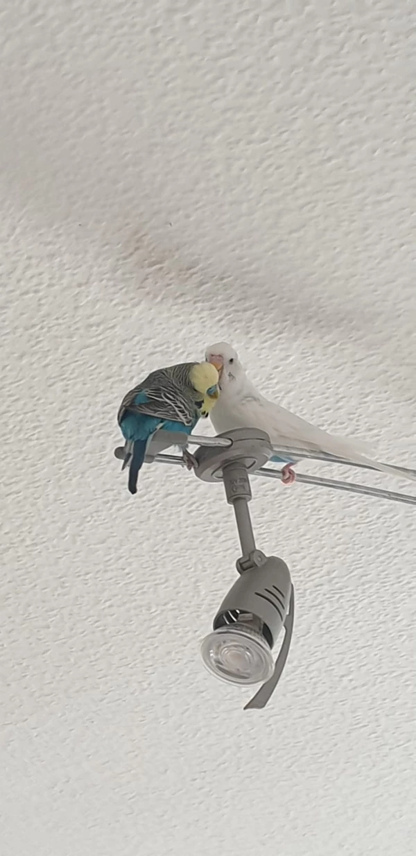 Wellensittich-Bild: Ach ist das schön wenn man gekratzt wird an Stellen wo man selber nicht hinkommt. 