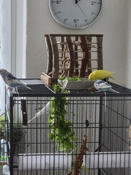 Wellensittich-Bild: Zitrone und Liese futtern gemütlich. 
Resi sucht Bubi. Der versteckt sich hinter Vogelmiere.