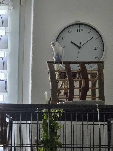 Wellensittich-Bild: Es ist schon so spät!
Wann kommt ihr zum spielen, ich warte. 