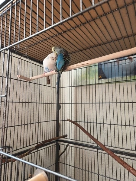 Wellensittich-Bild: Bubi in weiß und Coco in blau, 
haben sich lieb und helfen sich gegenseitig bei der Gefiederpflege.