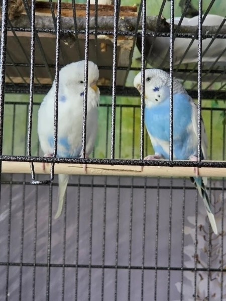Wellensittich-Bild: Bubi und Liese 
Ein Liebespaar und manchmal muss man auch mal sachliches besprechen. 