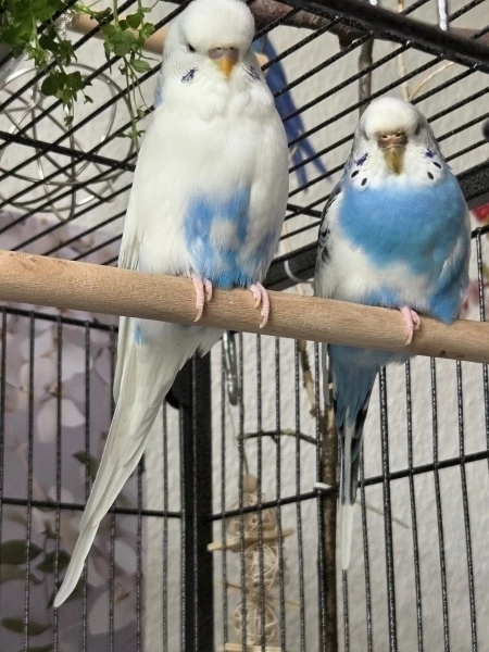 Wellensittich-Bild: Bubi und Resi  beobachten ihre Felo beim Fotografieren.
