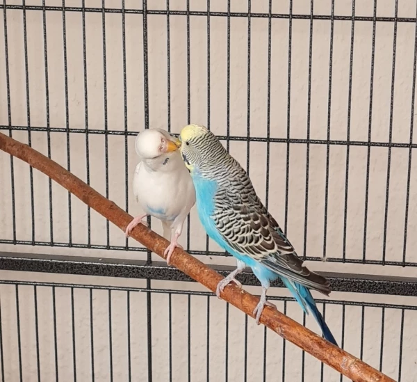 Wellensittich-Bild: Bubi fordert sein Guten Morgen Küsschen ein.