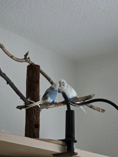 Wellensittich-Bild: Bubi liebt seine Resi.
Resi ist hin und her gerissen. 