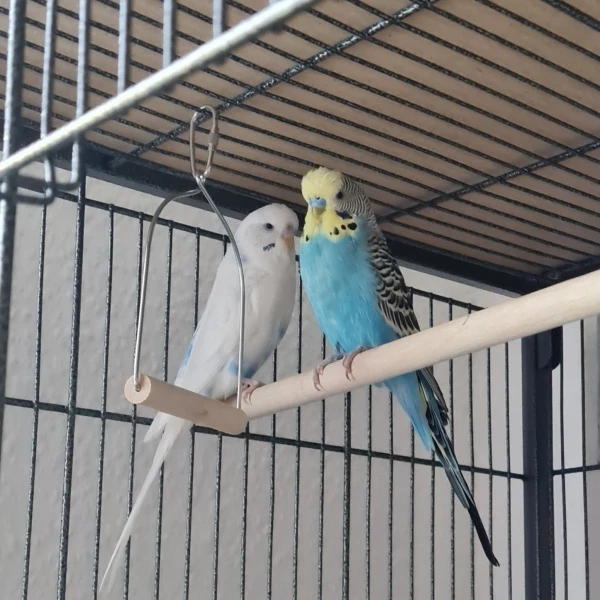 Wellensittich-Bild: Coco und Bubi belauern sich, wer zuerst schaukeln darf.