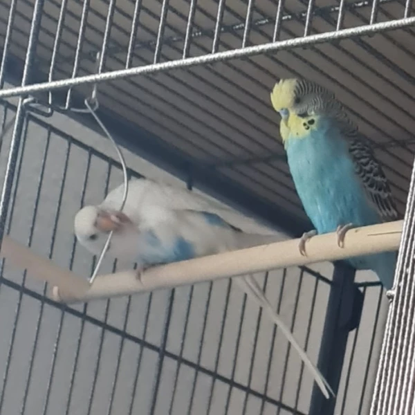 Wellensittich-Bild: Bubi hat gewonnen und darf zuerst schaukeln.