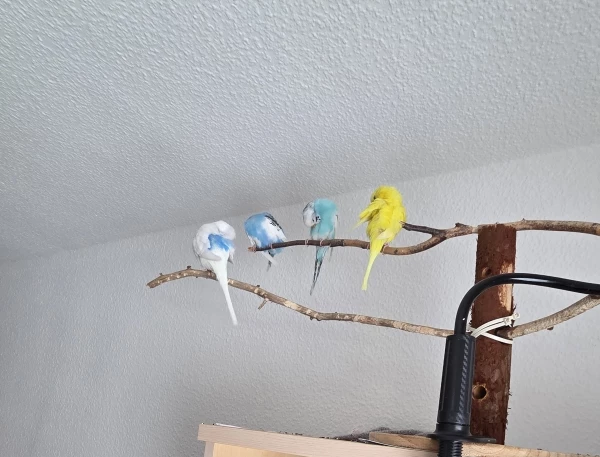 Wellensittich-Bild: Alle 4 Wellis sind fleißig am putzen während ihre Felo den Vogelkäfig reinigt. 